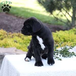 Dean, Cane Corso Puppy